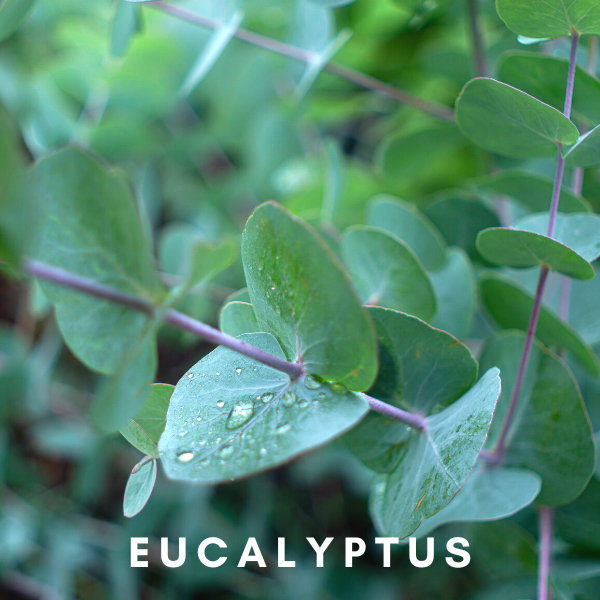 The Benefits of Eucalyptus Oil